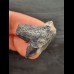 2.8 cm beautifully coloured tooth of the tiger shark