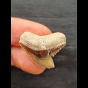 2.3 cm brown tooth of the tiger shark