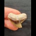 2.3 cm brown tooth of the tiger shark