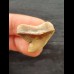 2.3 cm brown tooth of the tiger shark