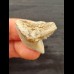 2.7cm light grey tooth of the tiger shark