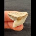2.7cm light grey tooth of the tiger shark