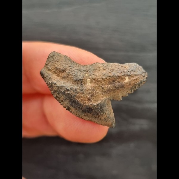 2.6 cm black-brown tooth of the tiger shark