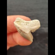 2.3 cm light-coloured tooth of the tiger shark