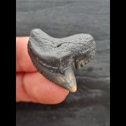 3.1 cm large tooth of the tiger shark