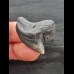 3.1 cm large tooth of the tiger shark