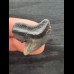 3.1 cm large tooth of the tiger shark