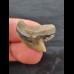 2.4 cm beautifully coloured tooth of the tiger shark