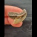 2.4 cm beautifully coloured tooth of the tiger shark