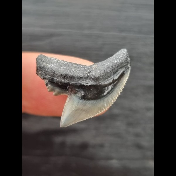 2,4 cm wunderbar erhaltener Zahn des Tigerhai