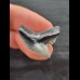 2,4 cm wonderfully preserved tooth of the tiger shark
