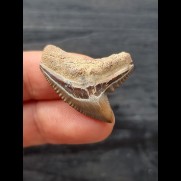 3,0 cm rotbrauner Zahn des Tigerhai
