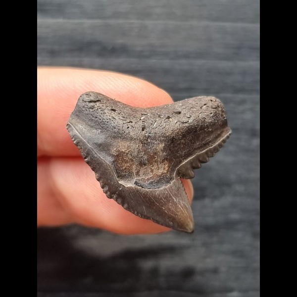 2,8 cm brauner Zahn des Tigerhai