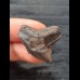 2,8 cm brauner Zahn des Tigerhai