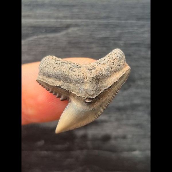 2.6 cm sharp tooth of the tiger shark