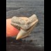 2.6 cm sharp tooth of the tiger shark