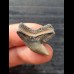 2.6 cm sharp tooth of the tiger shark