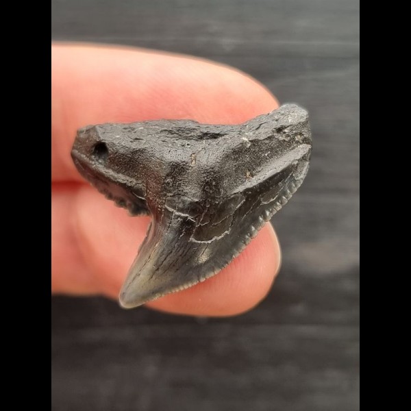 2.8 cm dark tooth of the tiger shark