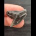 2.8 cm dark tooth of the tiger shark