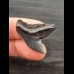 2.8 cm dark tooth of the tiger shark