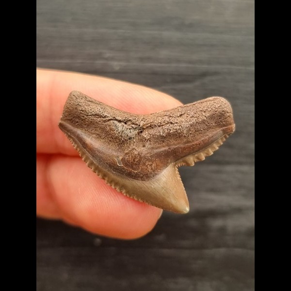2.9 cm beautiful tooth of the tiger shark