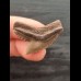 2.9 cm beautiful tooth of the tiger shark