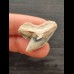 2.8 cm beautifully coloured tooth of the tiger shark
