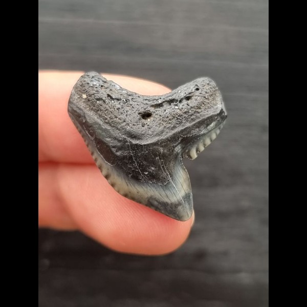 2.8 cm multifaceted coloured tooth of the tiger shark