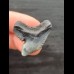 2.8 cm multifaceted coloured tooth of the tiger shark