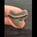 2.7 cm sharp tooth of the tiger shark