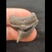 2.7 cm sharp tooth of the tiger shark