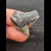 2.7 cm grey-blue tooth of the tiger shark