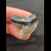 2.7 cm grey-blue tooth of the tiger shark
