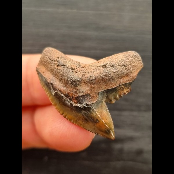 3.2 cm very large multifaceted coloured tooth of the tiger shark