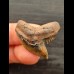 3.2 cm very large multifaceted coloured tooth of the tiger shark