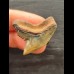 3,2 cm sehr großer facettenreich gefärbter Zahn des Tigerhai