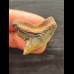 3.2 cm very large multifaceted coloured tooth of the tiger shark