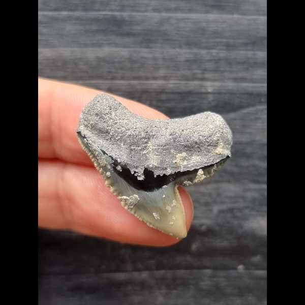 3,0 cm grauer Zahn mit Gesteinsresten