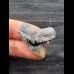 3,0 cm grauer Zahn mit Gesteinsresten