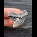 3,0 cm grauer Zahn mit Gesteinsresten