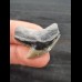 2.9 cm sharp tooth of the tiger shark
