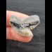 2.9 cm sharp tooth of the tiger shark