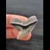 3,0 cm schön erhaltener Zahn des Tigerhai