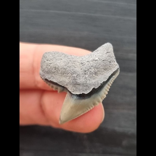 3.0 cm beautiful tooth of the tiger shark