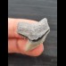 3.0 cm beautiful tooth of the tiger shark