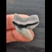 3.0 cm beautiful tooth of the tiger shark