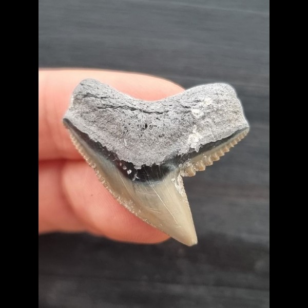 3.2 cm very large tooth of the tiger shark