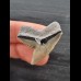3.2 cm very large tooth of the tiger shark
