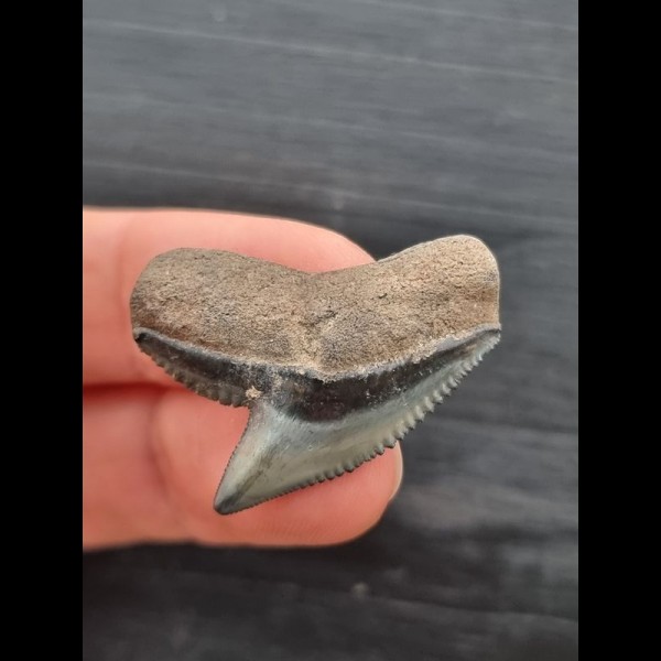 3.0 cm beautiful tooth of the tiger shark