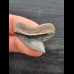 3.0 cm beautiful tooth of the tiger shark